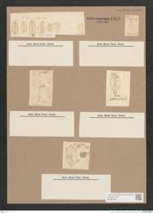 Navicula sp. (de-Toni-Nr.: Genus 1) Zeichnungen Sammlung Grunow Nr. 1563 (NHMW-BOT-W0368232)